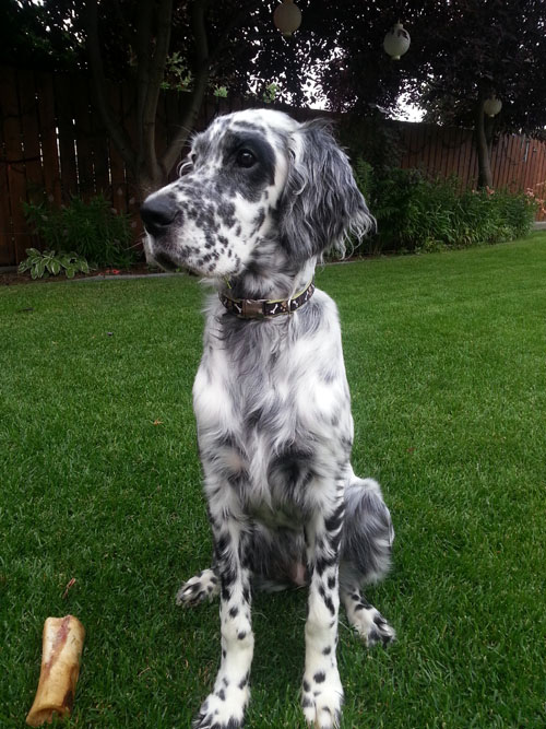 maisie6mosaweb