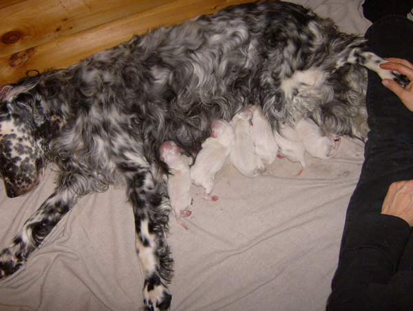 cassidypuppiesweb