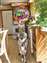 Ares 1-th Birthday a small.jpg