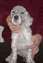 7 weeks old