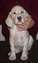 7 weeks old