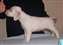 6 weeks old