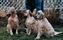 Jordan, Tara and Chester, visiting for a groom