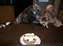 Enzo, Red Bull and Wellie enjoying Enzo's 5 birthday cake!