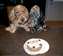 Enzo, Red Bull and Wellie enjoying Enzo's 5 birthday cake!