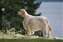 Now retired from showing, Sassy is enjoying life!