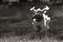 wonderful Sassy retrieving, Susan Spann photo
