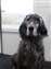 Shay after a groom session, she is about 3 1/2 years here