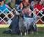 Slide in the Best Veteran competition at Ranier Sporting Dog Association with his buddy Shawn showing him.