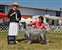 Slide, at 9 1/2 years old, wins Select Dog at the Ranier Sporting Dog Specialty. This was a great win!