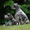 Slide with son Dash, Can Ch Sunsetter's Moving Forward (out of Can Ch Artizoe Keeley Rennaisance of Sunsetter).  Slide is 9 1/2 years, Dash is about 14 months old.