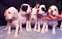 Argo, Spot, Percy, Slide and Jazz