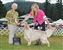 Select Dog, August 2012 Enumclaw