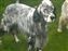 Zack at about 3 1/2 years