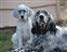 neat series of Aero with his mom Nova