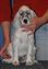 8 weeks