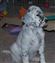 8 weeks