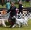 Aero on his way to a 5 point major at the Canby OR shows June 2013