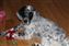 IMG_1498small.jpg
