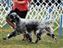 Dash moving nicely with Nadeen, he is so similar to his dad Slide!