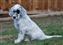 9 weeks