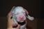 Arrow, red collar boy at 3 days, all white at this time