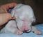Cupid 9 days