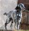 day 8, Nova enjoys the wind and sun in the yard