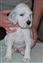 Cupid 34 days