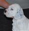 Cupid 34 days