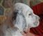 Cupid 6 weeks