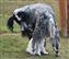 day 45 'look jr, no milk here'