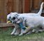 the rubber roadrunner is a fave toy...