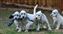 The herd playing, wow do they love the toys!