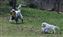Nova and puppy having fun in the big yard