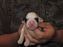 Repeat, at 3 days old