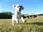 Bruiser having a romp
