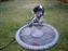 Darby drinking out of the birdbath