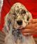 Monty,  Sunsetter's Western Desert, owned by Grant in Powell River, BC