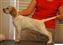 Pippa, Sunsetter's Made of Honor, owned by Margaret Bennett and Celeste Bennett.
