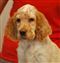 Pippa, Sunsetter's Made of Honor, owned by Margaret Bennett and Celeste Bennett.