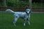 Ruby at 4 1/2 months old