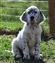 10 weeks old