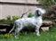 handsome boy in the yard, watching his sister