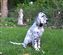 about 7  months old