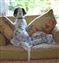 he loves the couch!