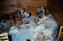 about 2 weeks old, grandma Velvet helping out, they were the cleanest puppies in the land ;-)
