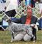 6 months old at the shows in Enumclaw WA