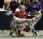 Venus with Celeste at Assiniboine KC shows, she's about 14 months old here