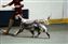 Venus with Celeste at Assiniboine KC shows, she's about 14 months old here